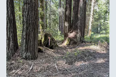 42180 Deer Trail, The Sea Ranch, CA 95497 - Photo 5