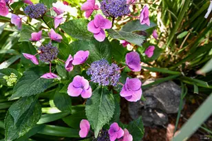 4022 Woolsey Rd, Santa Rosa, CA 95401 - Photo 53