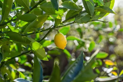 484 Summit Avenue, Mill Valley, CA 94941 - Photo 31