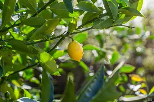 484 Summit Ave, Mill Valley, CA 94941 - Photo 31