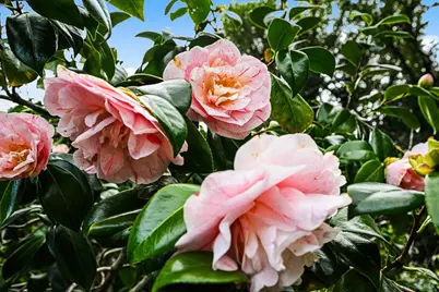 11 Hollyhock Court, Mill Valley, CA 94941 - Photo 61