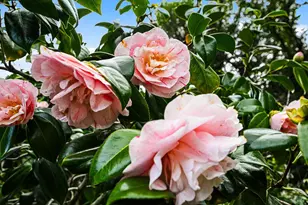 11 Hollyhock Ct, Mill Valley, CA 94941 - Photo 61