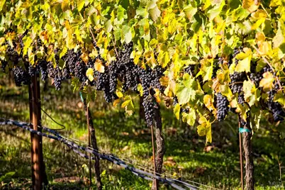 200 Desnudos Way, Sonoma, CA 95476 - Photo 13