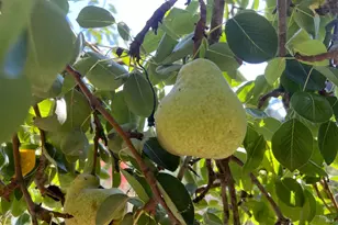 12195 Fiori Ln, Sebastopol, CA 95472 - Photo 89