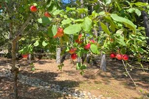 12195 Fiori Ln, Sebastopol, CA 95472 - Photo 87