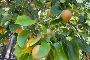 12195 Fiori Ln, Sebastopol, CA 95472 - Photo 87