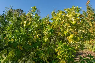 1603 Balverne Ln, Windsor, CA 95492 - Photo 55