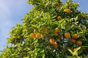 839 Greenberry Ln, San Rafael, CA 94903 - Photo 43