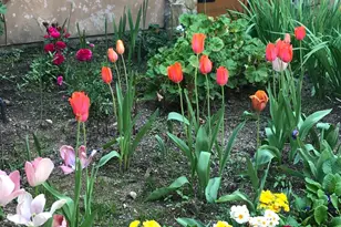 2703 Brush Creek Rd, Santa Rosa, CA 95404 - Photo 83