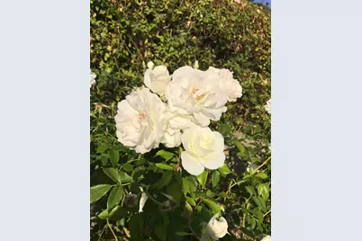 2703 Brush Creek Road, Santa Rosa, CA 95404 - Photo 77