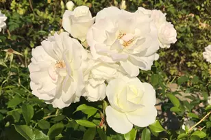 2703 Brush Creek Rd, Santa Rosa, CA 95404 - Photo 77