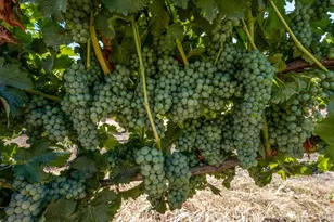 2000 Clover Valley Rd, Upper Lake, CA 95485 - Photo 27