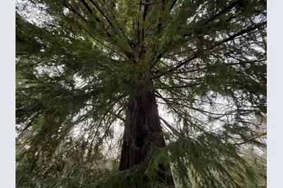 44050 Briggs Lane, Laytonville, CA 95454 - Photo 3