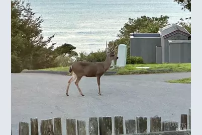 135 Larkspur Close, The Sea Ranch, CA 95497 - Photo 37