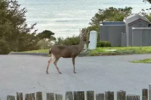 135 Larkspur Close, The Sea Ranch, CA 95497 - Photo 37