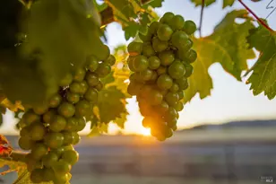 6476 Red Winery Rd, Healdsburg, CA 95441 - Photo 39