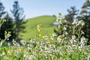 5855 Bodega Ave, Petaluma, CA 94952 - Photo 9