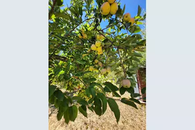 1275 Summit Lake Drive, Angwin, CA 94508 - Photo 71