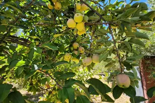 1275 Summit Lake Dr, Angwin, CA 94508 - Photo 71