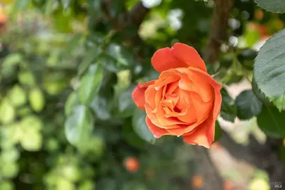 2431 Shoreline Drive, Napa, CA 94558 - Photo 49