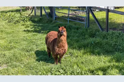 445 Marshall Avenue, Petaluma, CA 94952 - Photo 47