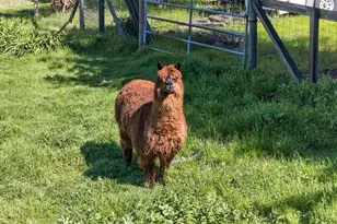 445 Marshall Ave, Petaluma, CA 94952 - Photo 47