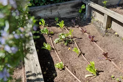 119 Bretano Way, Greenbrae, CA 94904 - Photo 63