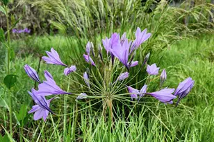 8700 Butts Canyon Rd, Pope Valley, CA 94567 - Photo 23