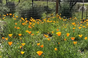 8700 Butts Canyon Rd, Pope Valley, CA 94567 - Photo 19