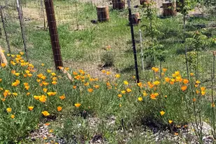 8700 Butts Canyon Rd, Pope Valley, CA 94567 - Photo 19