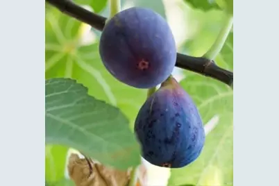 456 Marbella Lane, Vacaville, CA 95688 - Photo 67