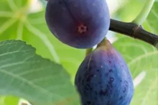 456 Marbella Ln, Vacaville, CA 95688 - Photo 67