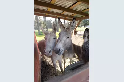 43700 Mountain View Road, Manchester, CA 95459 - Photo 65