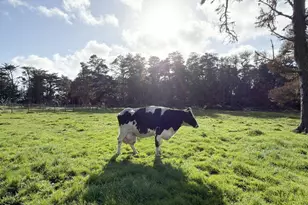 43700 Mountain View Rd, Manchester, CA 95459 - Photo 65