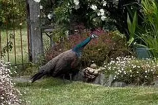 43700 Mountain View Rd, Manchester, CA 95459 - Photo 83