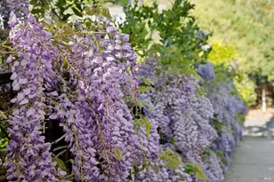 435 Tremont Ave, Point Richmond, CA 94801 - Photo 47