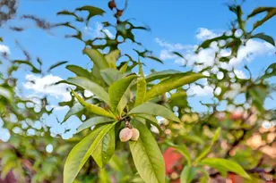 16593 Buckhorn Rd, Hidden Valley Lake, CA 95467 - Photo 21