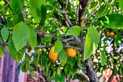 16593 Buckhorn Road, Hidden Valley Lake, CA 95467 - Photo 19