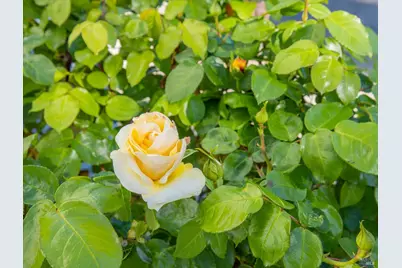 5862 Cabernet Drive, Vallejo, CA 94591 - Photo 63