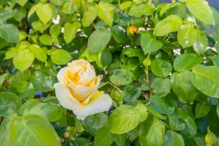 5862 Cabernet Dr, Vallejo, CA 94591 - Photo 63