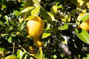 265 Spanish Flag Way, Sonoma, CA 95476 - Photo 37