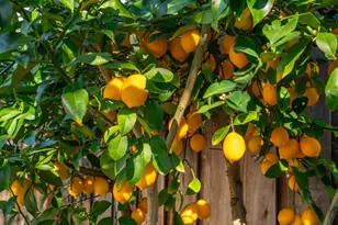 3528 Yale Dr, Santa Rosa, CA 95405 - Photo 33