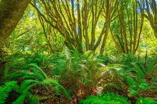 43500 Crispin Rd, Manchester, CA 95459 - Photo 89