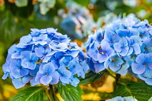 43500 Crispin Rd, Manchester, CA 95459 - Photo 43