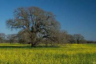 1366 Mission Dr, Sonoma, CA 95476 - Photo 49