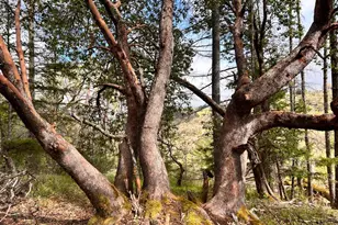 8401 Brandywine Dr, Ukiah, CA 95482 - Photo 63