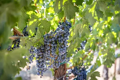 0 Aetna Springs Lane, Pope Valley, CA 94567 - Photo 7