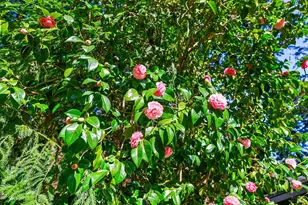 17450 Summit Ave, Guerneville, CA 95446 - Photo 41