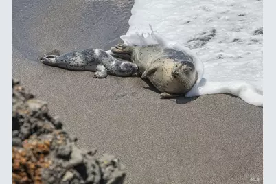 880 River Beach Road, The Sea Ranch, CA 95497 - Photo 47