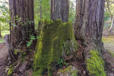 46800 Ocean View Drive, Gualala, CA 95445 - Photo 27